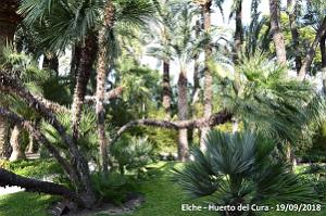 19 ELCHE HUERTO DEL CURA (66)
